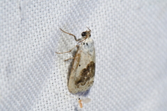 Ponometia erastrioides