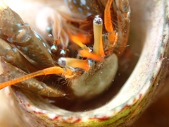 Clibanarius erythropus