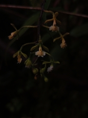 Epidendrum subnutans
