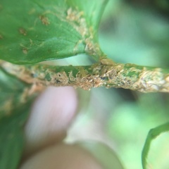 Polystichum integripinnum