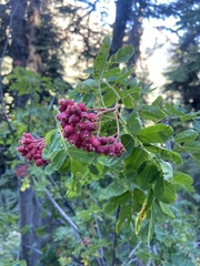 Sorbus sitchensis