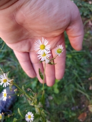 Erigeron annuus
