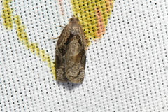 Archips grisea