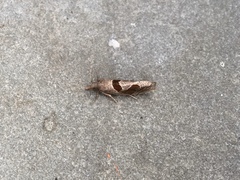 Pelochrista similiana