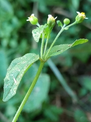 Galinsoga parviflora