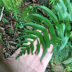 Polystichum integripinnum