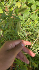 Setaria viridis