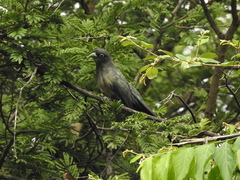 Phaenicophaeus viridirostris