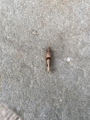 Pelochrista similiana