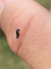 Chrysomeloidea