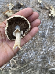 Agaricus