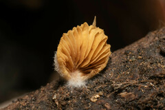 Crepidotus brunswickianus