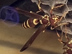 Polistes exclamans