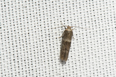 Pigritia