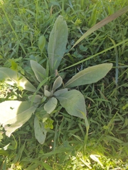 Verbascum thapsus
