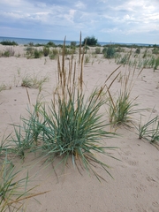 Leymus arenarius