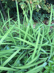 Hemerocallis
