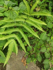 Pteris latipinna