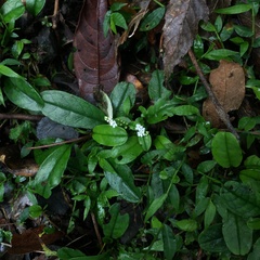 Trigonotis formosana