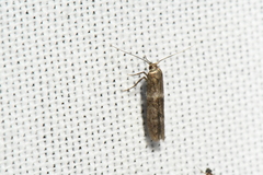 Pigritia