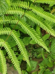 Pteris latipinna