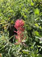Castilleja miniata