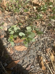 Portulaca oleracea