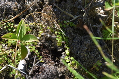 Gaultheria hispidula