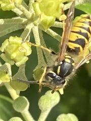 Vespula vulgaris