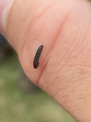 Chrysomeloidea