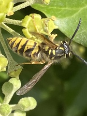 Vespula vulgaris