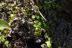 Gaultheria hispidula