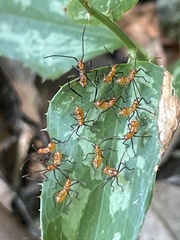 Heteroptera