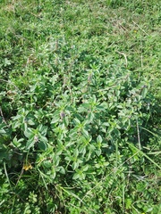 Mentha arvensis