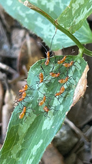 Heteroptera