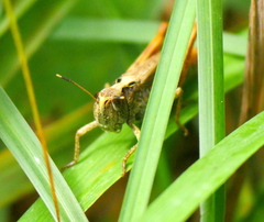 Gomphocerippus rufus