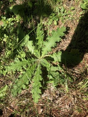 Cirsium