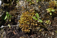 Aulacomnium palustre