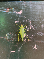 Pterophylla camellifolia