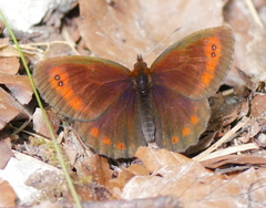 Erebia pronoe