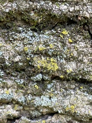 Candelaria concolor