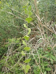 Passiflora foetida