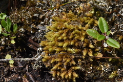 Aulacomnium palustre