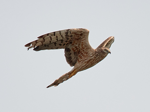 Aguilucho cenizo (Circus pygargus)