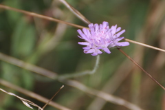 Knautia arvensis