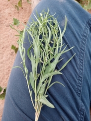 Pombalia verticillata