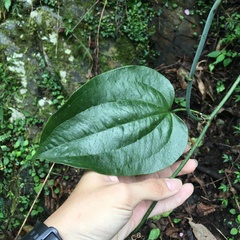 Smilax seisuiensis