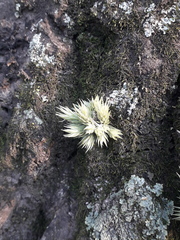 Tillandsia tricholepis