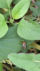 Disonycha glabrata
