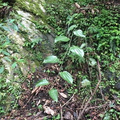 Smilax seisuiensis